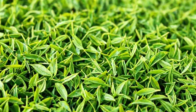 种苗供应：基地合作对性能与适用条件的影响分析