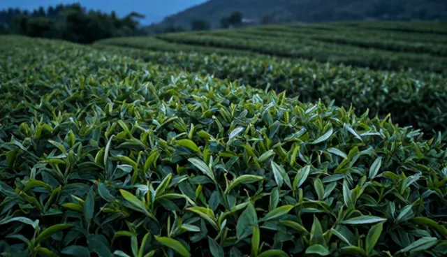 如何选择适合的监控系统？茶叶产业选型关注点